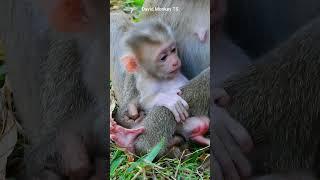 Just born baby monkey feeling headache