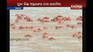 Unique tourist place Pir Jahania beach in Puri district of Odisha: Special report