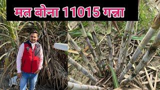 कभी मत ख़रीदना 11015 गन्ना प्रजाति | 11015 Sugarcane Variety | Co 11015 | गन्ने की नयी प्रजाति |