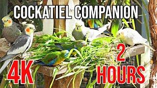 4K Cockatiel Companion 2 Hours of Birds for your Cockatiel