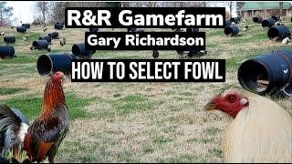 How Gary Richardson (R&R Gamefarm) selects fowl