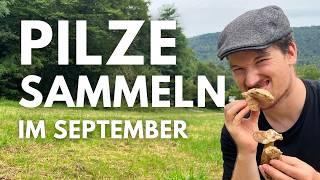 Pilze sammeln im September 2024 - Nix Steinpilze: Gallenröhrlinge, Perlpilze, Semmel-Stoppelpilze...