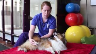 How to do Passive Range of Motion Exercises with Pets