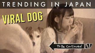 Japanese Time Stopping AV Dog Goes Viral on Twitter