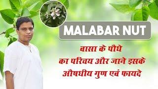 वासा (Malabar Nut) के पौधे का परिचय और जाने इसके औषधीय गुण एवं फायदे | Acharya Balkrishna