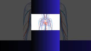 ENDOTHELIUM and WEIGHT LIFTING! #weightlifting #exercise  #cardiovascular  #physiology #bloodflow