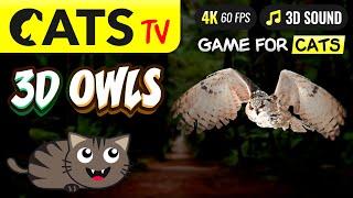GAME FOR CATS - 3D Owl Birds  4K  60FPS  CAT TV