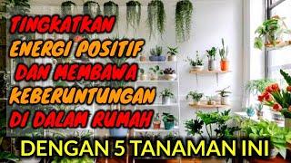 5 Tanaman Pembawa Keberuntungan Di Dalam Rumah - Menurut Feng Shui