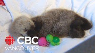 Vancouver Aquarium rescues weeks-old sea otter