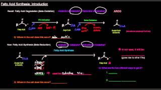 Fatty Acid Synthesis (Part 1 of 12) - Introduction