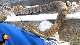 Man Feeds WILD SNAKE Friend A Snack | The Dodo