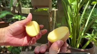 How to use potato on lemon tree propagation | Garden new style