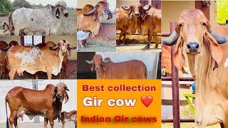 Best collection Gir cow for sale in Gujarat contek no. ak dhadhal : 7802865555