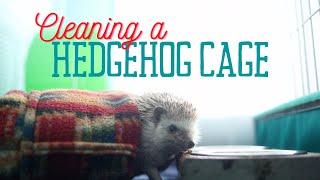 Clean With Me | How To Clean A Hedgehog Cage | Cleaning Hedgehog Cage