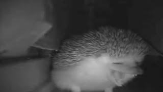 the hedgehog sneezed and farted at the same time