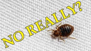Bed Bugs - No Nonsense Elimination #bedbugs #solution