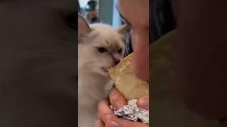 Cats love to eat #funny #foryou #cutechat #cute #cutecat #shortvideo #fyp #funnyvideo