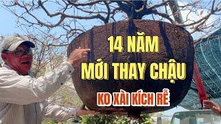 14 năm cao thủ Út Đực mới thay chậu chất trồng bầu đât rễ đặc kẹo tưới nước máy ko xài thuốc kích rễ