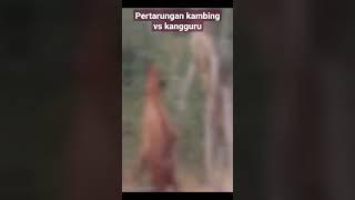 kambing sok.. nantangin kangguru