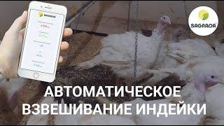 Весы для автоматического взвешивания индейки | SAGRADA