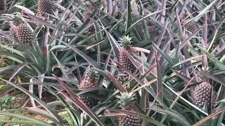 Fresh Pineapple Farm as Tropical Fruit from Indonesia Supplier