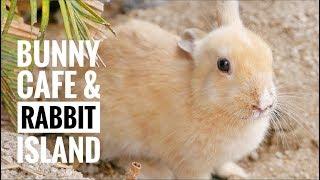 BUNNY CAFE (Tokyo) // RABBIT ISLAND (Okunoshima)