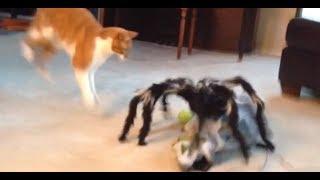 Jumping Spider vs Cat! Freakout!