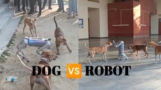 Dog Fighting with Robot  | Dog Vs Robot In IIT Kanpur | #puppies #robotics #techkriti