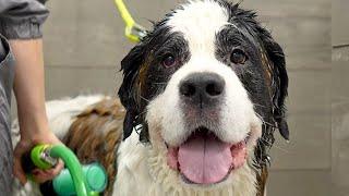 Giant St. Bernard is acting like a pro wrestler at the grooming salon