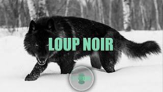 Instru Rap Intense Douce Voix - LOUP NOIR - Prod. By AM BEATS