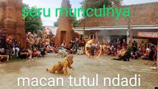 HIBURAN// SERU MACAN TUTUL NDADI ATAU KESURUPAN LIVE PADI PACET@