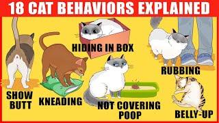 18 Strangest Cat Behaviors Explained