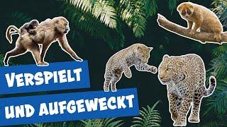 Spannende Familiendynamiken im Tierpark Berlin | Panda, Gorilla und Co.