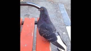 Голубь мира - прикол голубь очень смешной pigeon