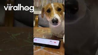 Jack Russell Talks To Owner On Phone || ViralHog