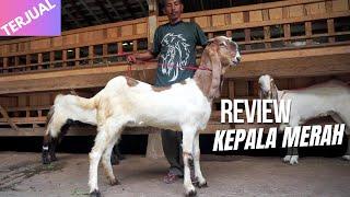 REVIEW KAMBING ETAWA DARA KEPALA MERAH