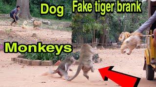 Fake tiger branks mongkeys/brank dogs/cat so funniest  today!!!!