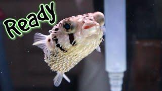 Fish Food Moment (PUFFERFISH PACU BREEDING AQUARIUM)