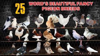 Top 25 Most Beautiful Pigeon Breeds in the World | Domestic Pigeons | Show  | Fancy Breeds