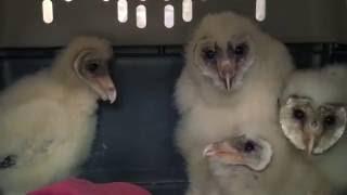 The Ghostly Noises of Baby Barn Owls