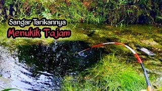 Sangar Tarikan Babon Bujuk Di Parit Rawa Ini ‼️ Joranku Dibuat Tak Berdaya || Mancing Liar