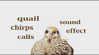 How A Quail Sound / Sound Effect/ Animation