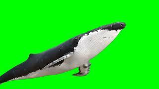 Green Screen Real Whale 2