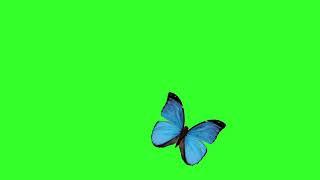 blue butterfly green screen