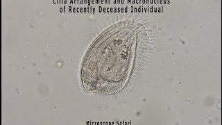 Phacodinium metchnikoffi Ciliated Structure, macronucleus