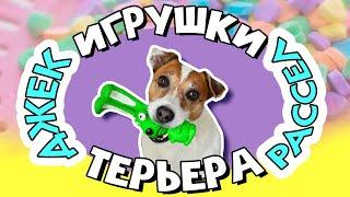 Игрушки джек рассел терьера. Самые стойкие игрушки для собак