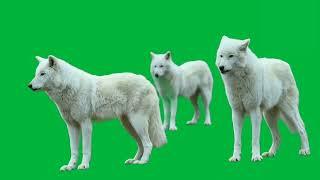 wolf green screen Free Use No Copy Right