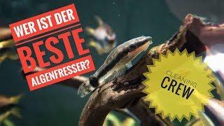 Die besten Algenfresser für dein Aquarium