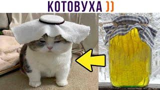 КОТОВУХА ))) Приколы с котами | Мемозг 1194