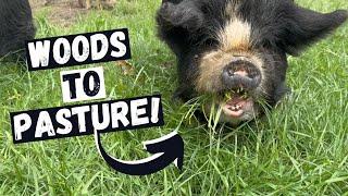 Out of the Woods: Pigs' Journey to Pasture Paradise!